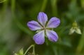 槍ヶ岳はすでに秋本番！「槍沢ルート」の状況と“咲き誇る秋の花“【北アルプスニュース】の画像006