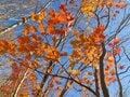 紅葉の渓谷美！「スリルと感動と癒し」を同時に楽しむ贅沢な川旅へ＜天竜川 後編＞【ユーコンカワイの股旅リバログ vol.19】の画像005