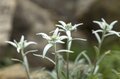【日本百名山】日本のエーデルワイス！ 雲海の上で輝くハヤチネウスユキソウ「花づくし！ みちのくの名峰・早池峰山」岩手県／2022年の画像007