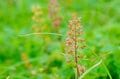 【登山】花の百名山は天空の楽園だった！「平標山の高山植物に魅了される夏」 新潟県・2023年の画像004