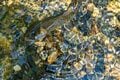 「日本一の川の上流は透け透けの透明度！」魚影濃し！ライズの謎解きに一喜一憂【渓流釣り】千曲川の画像004