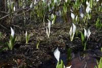 春の訪れを告げる「ミズバショウ」 アクセス良好で散策しやすい＆東北の名所3か所【宮城県白石市・青森県弘前市・山形県西置賜郡飯豊町】