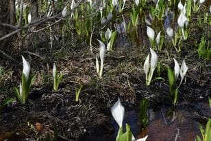 春の訪れを告げる「ミズバショウ」 アクセス良好で散策しやすい＆東北の名所3か所【宮城県白石市・青森県弘前市・山形県西置賜郡飯豊町】