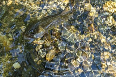 2ページ目) 「日本一の川の上流は透け透けの透明度！」魚影濃し