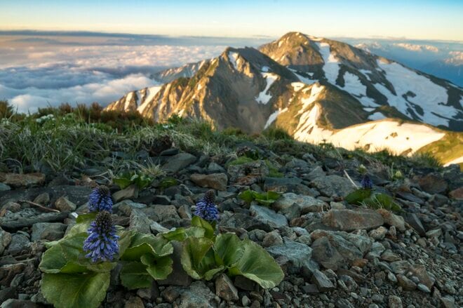 【登山】「雪渓にロープありません」人気ルートだけど要注意！  アイゼンとピッケルを用意して  北アルプス 白馬乗鞍岳／白馬岳 長野県｜2026年の画像003