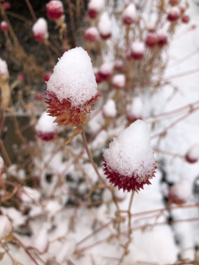 写真 ほっこりスノーマジック かわいい雪の小さな景色 合計3枚 アクティビティ ニュース Bravo Mountain