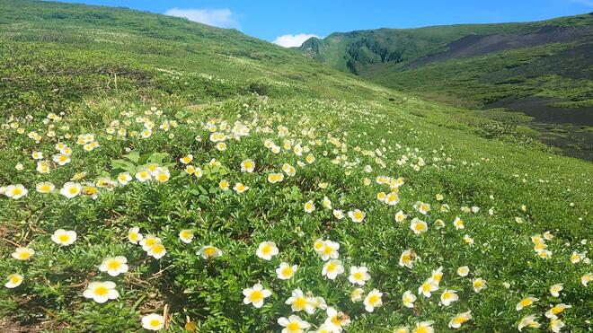 【6月から見ごろ】東北「花の絶景」名山5座！ ハクサンイチゲの花畑、チングルマ群生に固有種「ミチノクコザクラ」も！の画像001