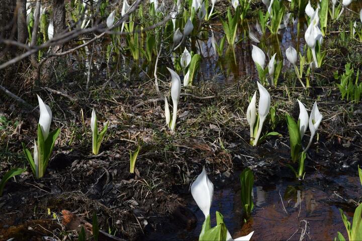 春の訪れを告げる「ミズバショウ」 アクセス良好で散策しやすい＆東北の名所3か所【宮城県白石市・青森県弘前市・山形県西置賜郡飯豊町】 