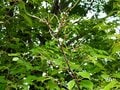 「葉のない秋の桜には虫が100匹いる」 桜の葉を食べる幼虫の正体とは？【あなたのすぐそばにいる「季節の虫」の探し方 vol.10】の画像001