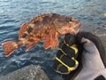 冬でも簡単に釣れるけど…「ニッポンの釣り」の重大事態「カサゴ問題」と徹底するべき「リリース条件」とはの画像001