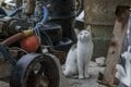 「小満芒種（スーマンボース）の猫島散歩」あちこちに聖地や御嶽が点在する特別な島の猫たちは、沖縄の神々と連絡を取り合っているのか……【琉球島猫百景 vol.15／沖縄県南城市知念】の画像001