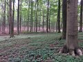 かつての軍事演習場が半世紀で”希少動物たちの住む森”に。五感と知を刺激するバリアフリートレイル「ドイツ・アイフェル国立公園」＜後編＞【キジ博士のナチュラリスト入門 vol.4】の画像009