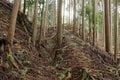 【NHK大河『豊臣兄弟！』ゆかりの城】実にしつこい… 光秀が築いた「丹波 二大山城」のひとつ「丹波国・周山城〈前編〉」（京都府京都市）【戦国の山城を攻める vol.09】の画像005
