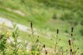 【最新】白馬の山並みを映す水面！「高山植物の花々と景色を愛でながら、梅雨明け宣言の八方池へ」 2024年7月・長野県の画像004