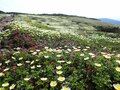 「夏山シーズンイン！」 北海道の山々にも高山植物の花々が咲き始める 【2024年 初夏】の画像004