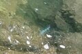 「まさかコバルトマス！？」初めて入った険悪な山岳渓流は、野生のニジマスだらけ！  アベレージサイズは尺！  40オーバーも連発！  濃い魚影、警戒心なしの魚たちで非現実空間だった【渓流フライフィッシング】 2025年・長野県の画像008