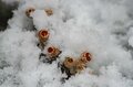  雪のなかじっと春を待つ黄色い妖精！ 「幸せを招く」フクジュソウの群落へ・2022年3月下旬【長野県】の画像015