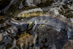 これで本当に最後！？ 「釣り欲を抑えきれず静岡へ」小粒でも美しいアマゴとビッグレインボー！ “富士宮焼きそばも忘れずに” 【渓流釣り納め 2023年10月】