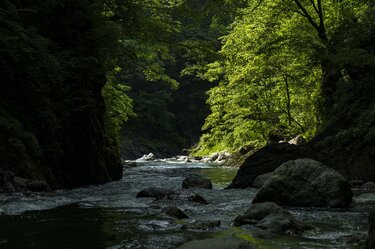 2ページ目) 【渓流釣り】ヤマメとイワナが釣れる上越エリアでフライ