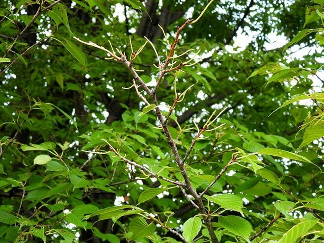 「葉のない秋の桜には虫が100匹いる」 桜の葉を食べる幼虫の正体とは？【あなたのすぐそばにいる「季節の虫」の探し方 vol.10】の画像001