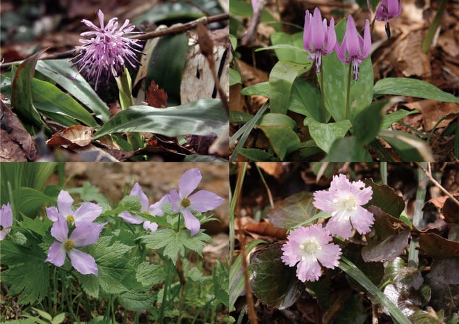 頂上付近は“まだ春の生きもの”が活動中「7月の越後駒ケ岳」動植物観察ガイド【キジ博士のナチュラリスト入門 vol.6】の画像002