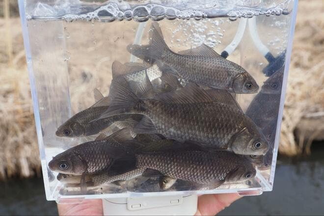 「春間近のタナゴ釣り」水中カメラが捉えた意外な結果！ 穏やかな水路＆川底を急変させた“春のきざし”とは？【茨城・牛久水郷】の画像016