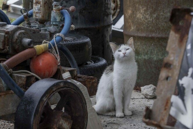 「小満芒種（スーマンボース）の猫島散歩」あちこちに聖地や御嶽が点在する特別な島の猫たちは、沖縄の神々と連絡を取り合っているのか……【琉球島猫百景 vol.15／沖縄県南城市知念】の画像001