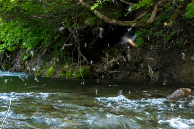 【自然観察】儚すぎる光景にうっとり…… 初夏の渓流、一斉に羽化したカゲロウの「神秘的なスーパーハッチ」に心震える夕べ！  長野県・新潟県｜2026年の画像007