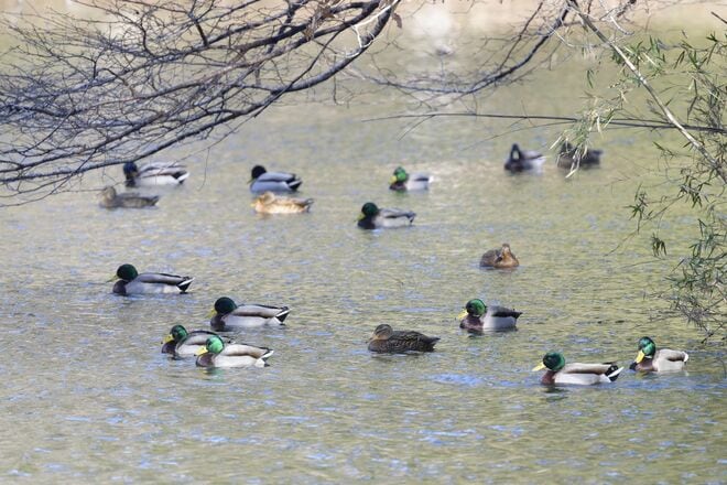 【バードウォッチング】支持率爆上がりの野鳥界アイドル「シマエナガ」にちょっと待ったぁ！  千葉のそっくりさんこそ、かわいらしさナンバーワン！？  2026年の画像003