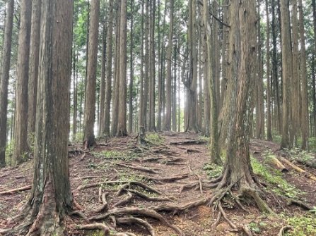 ＜紅葉前に“関西屈指”のススキの大海原もお見逃しなく！＞大阪市内から“車で小一時間で行ける”「岩湧山」ハイキングルート【里山アドベンチャー！ソトアソ日和 vol.７】の画像010