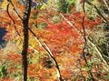 紅葉に包まれる霊峰・日本百名山「両神山」！  降雪前の今こそチャレンジ＆山頂からは360度パノラマ！  日向大谷から7時間登山レポ【埼玉県秩父市】の画像003