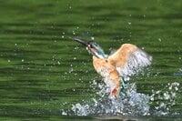 池の人気者 “カワセミ” が、まさかの仰天行動！ 「お気に入りポイント」を巡る不穏な空気を制し、“喝！” を入れた瞬間を目撃した【2024年 東京都】