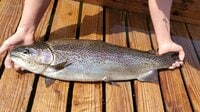 「ニジマス」と「キングサーモン」の交配で誕生した世界でも希少な養殖魚！  山梨県の「富士の介」とは？