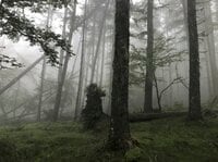 【富士山の次に登る山 vol.2】登山の魅力はムゲン大「美林を楽しむ山歩き」 上高地・甲武信岳・北八ヶ岳