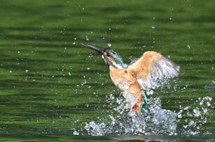 池の人気者 “カワセミ” が、まさかの仰天行動！ 「お気に入りポイント」を巡る不穏な空気を制し、“喝！” を入れた瞬間を目撃した【2024年 東京都】