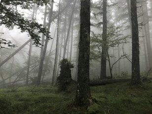 【富士山の次に登る山 vol.2】登山の魅力はムゲン大「美林を楽しむ山歩き」 上高地・甲武信岳・北八ヶ岳