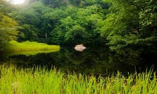 石川県の難読山「白兀山」！泉の色が変化する「三色泉」と多様な植物・生物にあふれた「新・花の百名山」に登る