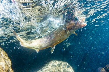 2ページ目) 大注目！「自然渓流そのまま」の管理釣り場で大物ヤマメ