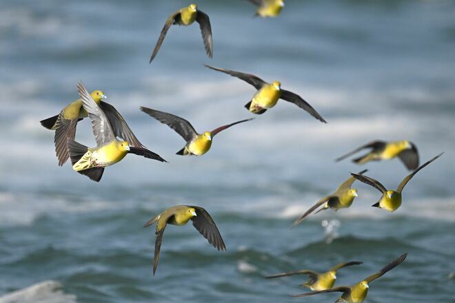 夏だ！ 海だ！ 湘南だ！ 青い海と青い空に舞う緑色のハトの群れ「荒波から危機一髪の脱出劇」 海水を飲むアオバトの珍しい行動に大注目！【神奈川県大磯】2025年の画像006