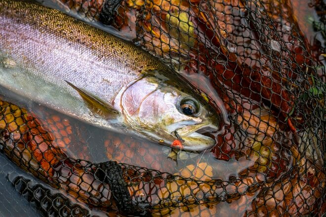 【釣り】完全予約制！ 広い渓流釣り場で真剣勝負！ 流れに見え隠れする魚影にドキドキ、ワクワクのフライフィッシング 「秩父フライフィールド」 埼玉県｜2025年の画像004