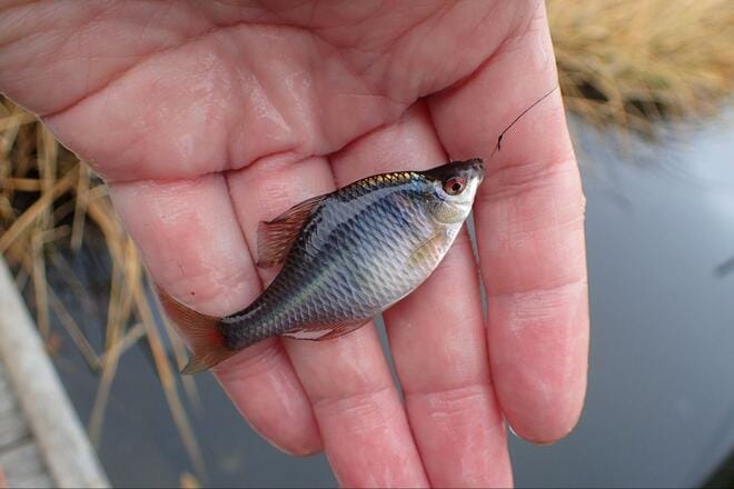 その “アタリ” 極めて繊細＆魚体は “いぶし銀” の冬の装い！  年末年始もOK「寒タナゴ釣り」 都心から90分「野田幸手園」で3時間40匹実釣！  現地レポの画像007