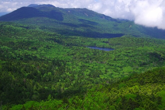 【原生林に癒される】コケ生す北八ヶ岳で出合う “高嶺の花” ミツバオウレン＜白駒の池とコケの森＞【今日も山旅気分 vol.41】の画像002