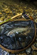 【渓流釣り】そぼ降る雨にしっとりと濡れた渓 「濃い魚影、しかも高活性だけどスレスレのイワナたちにドキドキのフライフィッシング！」 長野県｜2026年の画像005