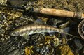 釣り人の季節到来！  辰年 天竜川「解禁・フライフィッシング釣行」 【長野県】2024年の画像004