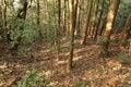 出丸の大切岸と圧巻の畝状竪堀群！  約4時間にわたる実地踏査でみた防衛遺構とは　石見国・松山城〈後編〉（島根県江津市）【戦国の山城を攻める vol.04】の画像023