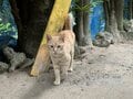 春雨の備瀬フクギ並木で出会った待ち猫たち【琉球島猫百景 vol.11　沖縄県本部町】の画像008