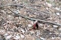 【春の訪れと共に去るはかない存在】山の春告花「座禅草（ざぜんそう）」って知ってますかの画像002