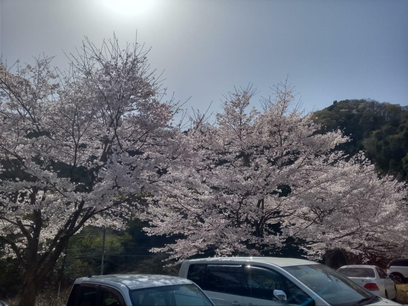 画像・写真：知る人ぞ知る「絶景のサクラ並木」総距離5km・1700本「虎山の千本桜」コスプレイヤーも集う「まるで異世界」写真映えスポット【埼玉