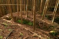 【NHK大河『豊臣兄弟！』ゆかりの城】見たこともない “逆Yの字” 竪堀に驚愕！「土佐国・内田城〈後編〉」（高知県東洋町）【戦国の山城を攻める vol.12】