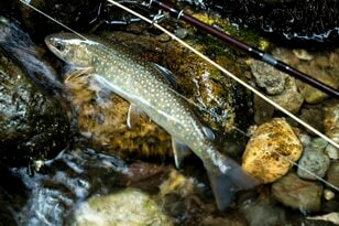 まだ梅雨入りしないの？  たまらん暑さからの逃亡！「避暑的フライフィッシングが気持ち良すぎた」釣行レポート【2024年6月・群馬県片品村】